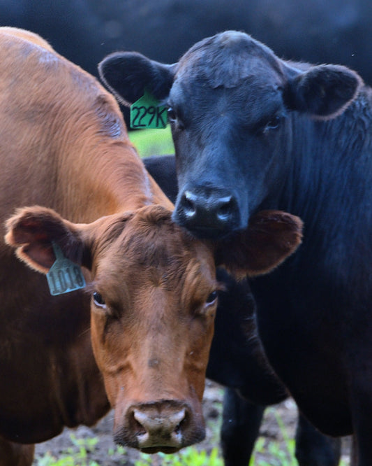 How to Find Healthy Beef Near Me